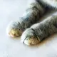 Женщина с котёнком на улице возмутила очевидца в Астане — полиция начала проверку
