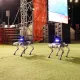 Роботы-собаки впервые вышли на охрану общественного порядка в ВКО