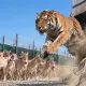 У тигрицы Үміт в резервате «Иле-Балхаш» появились новые соседи