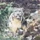 Снежный барс вышел на тропу к туристам в горах Алматы