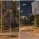 «В ноябре свалятся»: астанчане раскритиковали посадку деревьев у Нацмузея