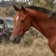 Ночное столкновение с лошадью под Атырау унесло жизнь подростка