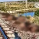 Грузовой поезд совершил наезд на стадо овец в Жамбылской области