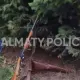 В Алматы среди мусора обнаружили выброшенное ружье