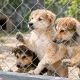 90 собак и неопределённое будущее: что происходит с приютом убитого зоозащитника
