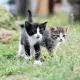 Во Флориде спасли котят, которых женщина закопала заживо, приняв за демонов