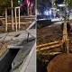 В Алматы деревья сначала посадили, а потом выкопали – что пошло не так