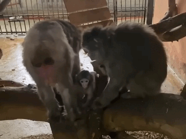 Кадр из видео