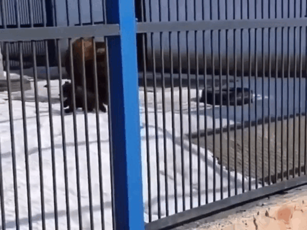 Кадр из видео