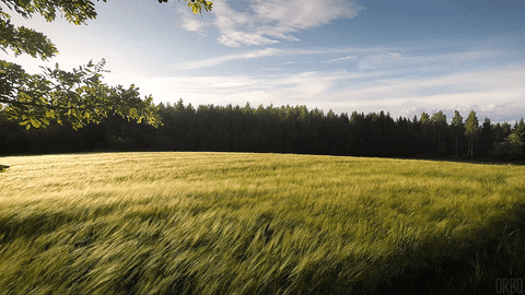 Gif - изображение