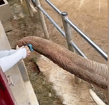 Gif - изображение