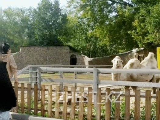 Gif - изображение