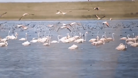 Gif - изображение