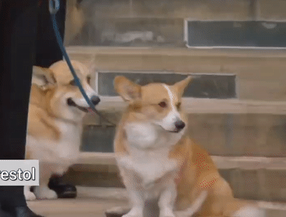 Gif - изображение