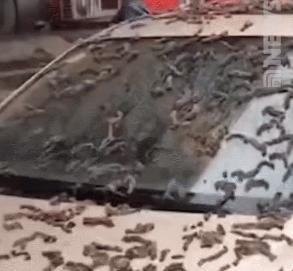 Gif-изображение